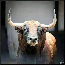 Pin By Arnulfo Gallegos On Los Toros Bull Cow Bull Riders Bull Painting