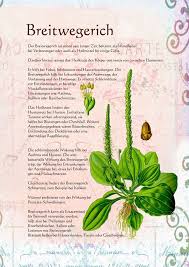 Pin By Steffi On For The Body Medicinal Plants Healing Herbs Medicinal Herbs