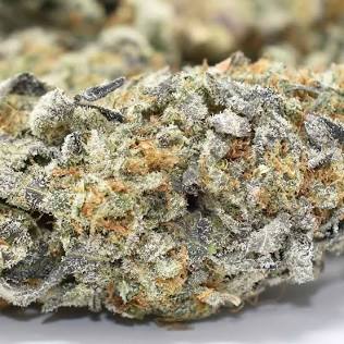 Macro detail of resinous Purple Urkle trichome heads, AI generated