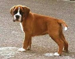 Sheltie welpen in besonder farbe. Boxer Klub Gruppe Kassel Welpen