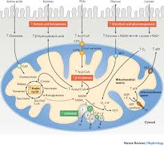 Plata cas si cass nu este optionala daca norma de venit are valoarea peste plaafonul de 12 salarii minime pe economie. Mitochondrial Dysfunction In Diabetic Kidney Disease Nature Reviews Nephrology