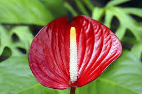 How To Care For An Anthurium Hunker Anthurium Red Plants Anthurium Care