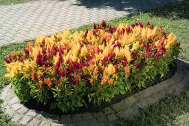 Celosia Plumosa Fresh Look Mix