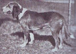 Image result for jurský honič