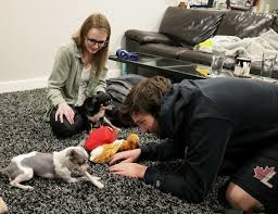 Find pet and animal services locally in lethbridge : Veterinary Prices Leave Pet Owners Digging Deep Into Wallets Lethbridge Campus Media