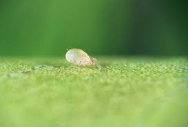 Image result for Swertia kilimandscharica