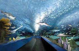 Travel News Press Releases Reserve Direct Ripley Aquarium Myrtle Beach Resorts Myrtle Beach Attractions