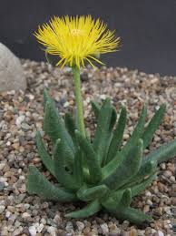 Image result for Hereroa