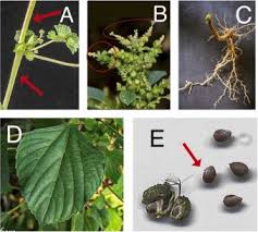 Image result for Acalypha fruticosa