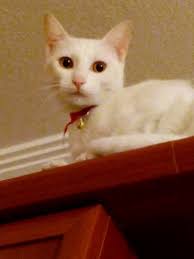 Inci Tanem Kedi Besleyenler Yardim Edin