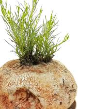 Image result for Ipomoea linosepala