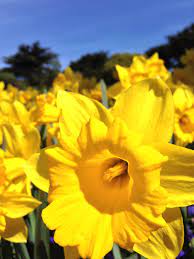 Dancing And Fluttering In The Wind William Wadsworth Daffodils Daffodils Plants Nature