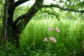 There are a few key concepts to keep in mind. Alstroemeria Peruvian Lily Care Growing Tips Horticulture