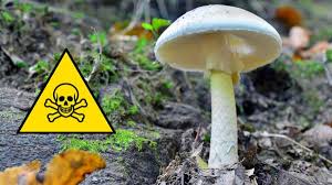 Check spelling or type a new query. Top Five Poisonous Mushrooms In The Uk Autumnwatch Cbbc Bbc