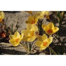 Image result for Pycreus chrysanthus