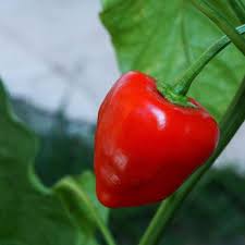 Image result for Capsicum baccatum