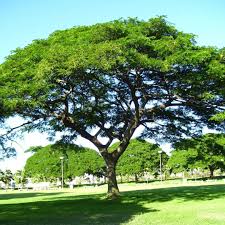 Image result for Samanea saman