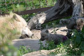 Letech se rozrostla téměř do dnešní podoby. Vlci Hudsonovi Ukazali 3 Ocasky Zoo Olomouc Svaty Kopecek