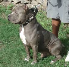 Check spelling or type a new query. Blue Nose Pitbull Quotes Quotesgram