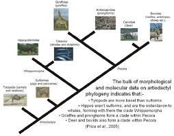 They are found throughout central and south america and in the. A Consensus Cladogram For Artiodactyls Scienceblogs
