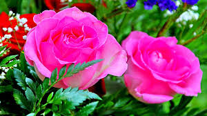 This rose flower wallpaper is one of the best rose wallpapers. Pink Flower Wallpaper Download Novocom Top
