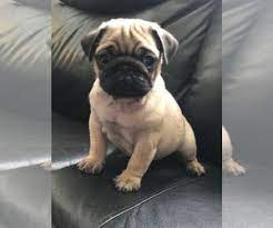 From wikimedia commons, the free media repository. View Ad Pug Puppy For Sale Near New Jersey Little Falls Usa Adn 215603