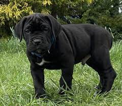 Lennon Cane Corso Puppy 638944 Puppyspot Cane Corso Puppies Cane Corso Dog Cane Corso