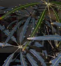 Image result for Plerandra