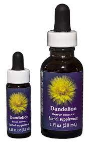 Dandelion Flower Essence Fes Best Flower Wallpaper
