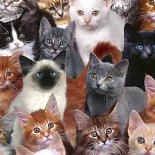 It S Raining Cats And More Cats Printed On A High Quality 100 Polyester This Is A Sharp Shirter Tapest Cat Breeds Siamese Cat Photography Cat With Blue Eyes