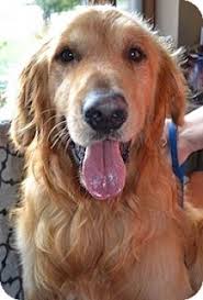 Friendliest ever retriever hetti has had a litter of even more cuter and adorable puppies, a mixture of healthy boys and girls dad is a healthy stud dog who came highly recommend the pups will be ready to leave from. Rochester Ny Golden Retriever Meet Jeter A Pet For Adoption