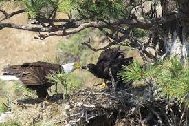 Pin On Pacific Northwest Flora Fauna