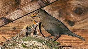 Bbc Blogs Springwatch Blackbirds Use Our Gardens More Than Any Other Bird