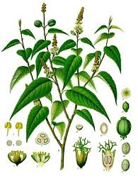 Image result for Croton steenkampianus