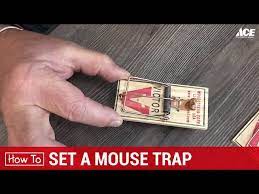 Questions about dish and aws using the public cloud for 5g. How To Set A Mouse Trap Ace Hardware Youtube