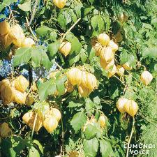 Image result for Cardiospermum grandiflorum