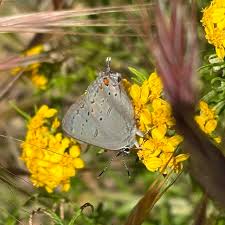 Image result for Psychotria articulata