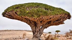 Most dragon blood supplements sold in the united states source it from this species. 35 Of The Weirdest Plants On Earth 24 7 Wall St