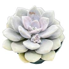 Image result for Margaretta rosea