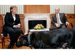 Vladimir says, 'would you like to meet my dog?' out bounds this huge hound, obviously much bigger than a scottish here is a picture of putin's dog, a female black labrador named koni, from a 2007. Didn T Mean To Scare Angela Merkel With My Dog Putin