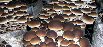Check spelling or type a new query. Gurelan Mycelium Black Poplar Agrocybe Aegerita