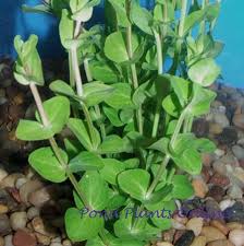 Image result for Micromeria