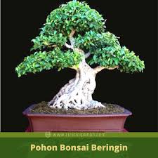 Kenapa Harga Bonsai Beringin Bisa Mencapai Miliaran Rupiah Ciriciripohon Com