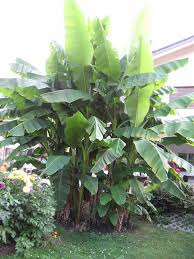 An exciting time travel from spying in ancient bible history to the. Meine Japanische Faserbanane Gartenforum Stelle Eine Frage In Der Community