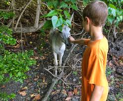 All virgin islands national park hotels. Visiting Stunning Virgin Islands National Park In St John Usvi Along For The Trip