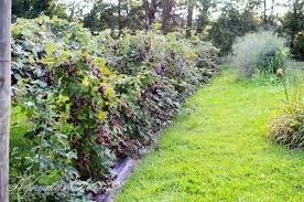 Blackberry Hedge Blackberry Hedge Plants Gardening Pruning Blackberries Blackberry Bush Blackberry Plants