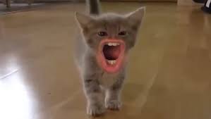 Résultat de recherche d'images pour "chat drole"