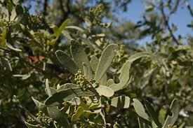 Image result for Salvadora australis