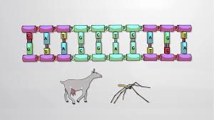 Gel electrophoresis, and recombinant dna. What Is Genetic Engineering Protocol