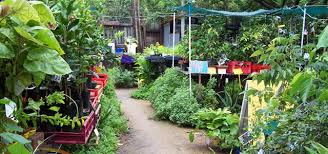 Edible Landscapes Nursery Brisbane Landscape Nursery Edible Landscaping Edible Garden